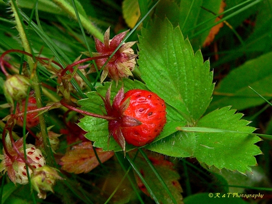 {Fragaria virginiana}